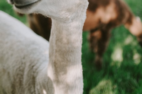 alpaca(可爱的羊驼:alpaca)