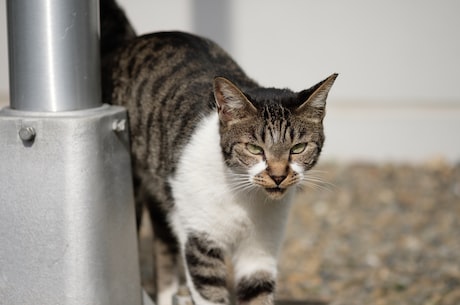 京剧猫之乘风破浪(《京剧猫之乘风破浪》:京剧与现代元素的完美融合)