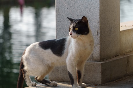 京剧猫(京剧猫,独特的舞台形象)