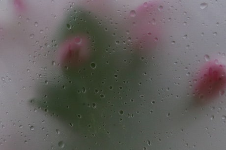 阳雀花(阳雀花简介,是哪些地方的特色花草?)