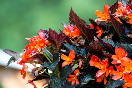 孟根花(孟根花:花中的绿色精灵)