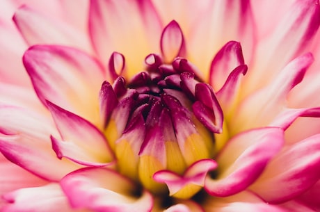 金银花露作者写过什么书(金银花露作者王欣写过什么书?)