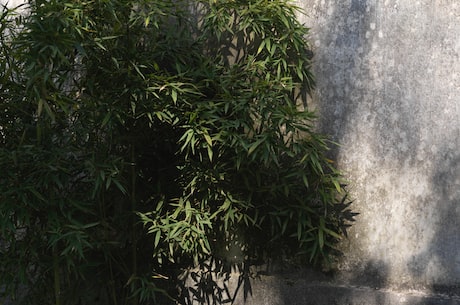 古典仙侠小说(血雨古典仙侠小说:杀伐与爱情的交织)