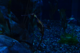 海狗丸可以提高性功能吗(海狗丸可以提高性功能吗？一文告诉你真相)