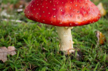 蘑菇网(蘑菇网——构建中国新型数据世界)