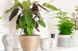 客厅最旺宅的大型植物(客厅最旺宅的大型植物，你get到了吗？)