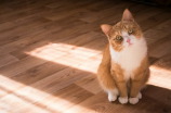 凯蒂猫的童话故事(凯蒂猫的童话故事：幸福的家)