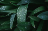 小学二年级植物传播种子的方法(小学二年级植物传播种子的方法)