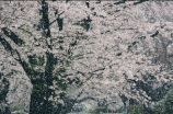 雷雨春(探秘雷雨春：中国古代文化的珍贵遗产)