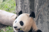 汪曾祺胡同文化：发掘老北京城里的民间艺术