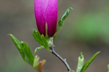 探秘加拿大紫荆：迷人之花绽放在中国